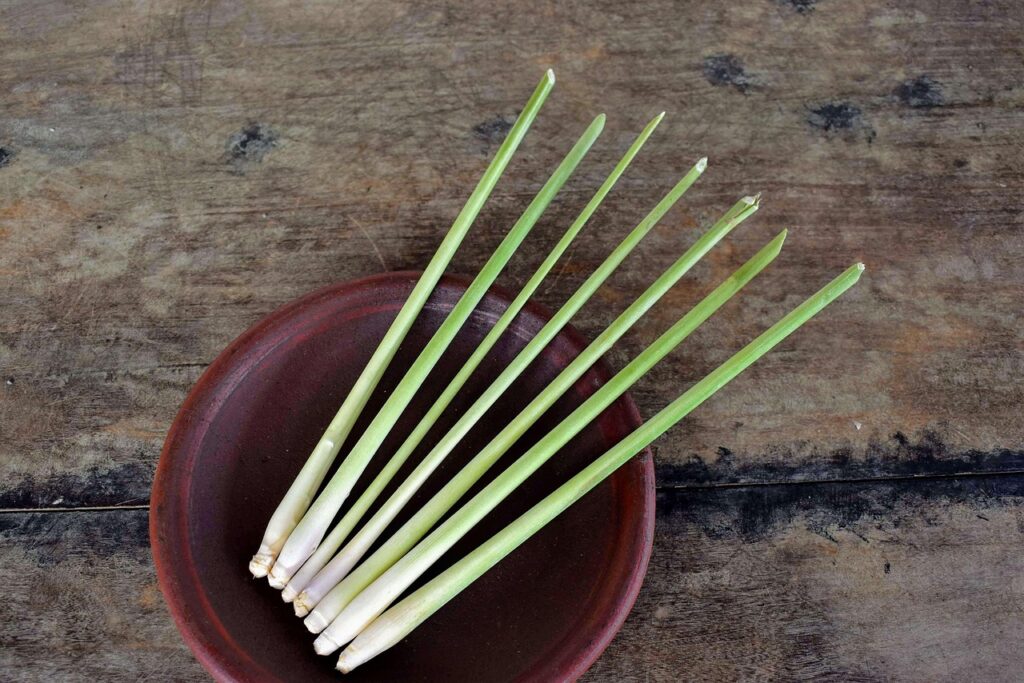 lemongrass, nature, herb, food, vegetable, grass, plant, stalks, organic, produce, fresh, aroma, spice, ingredient, asian cuisine