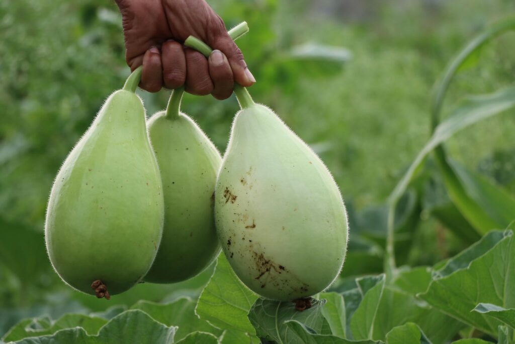 Hand holding fresh organic calabashes in a lush garden setting, showcasing healthy produce and agriculture.