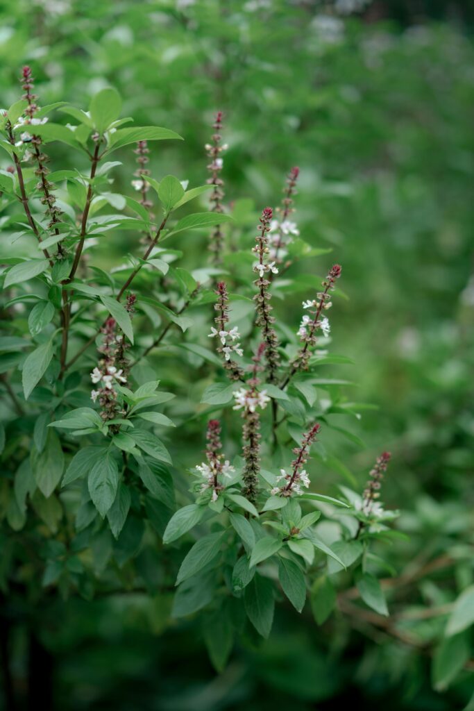 Close-up of green basil plant with flowering spikes in a garden setting.
